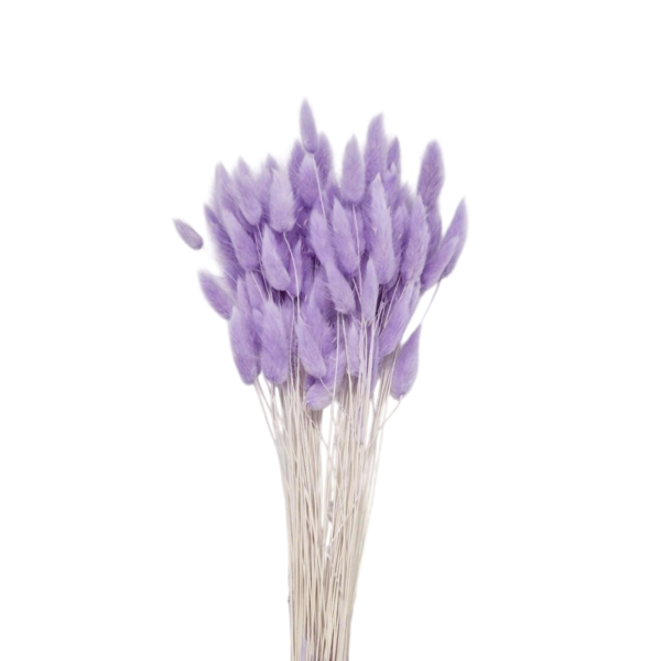 Lagurus uscat Lila Deschis/Lavanda   25/50/100 gr 