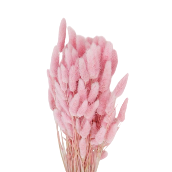 Lagurus uscat Roz Deschis