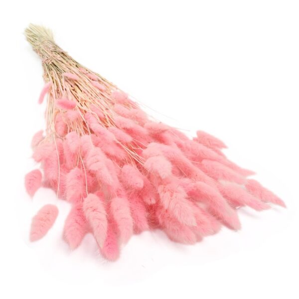 Lagurus uscat Roz Deschis/Baby Pink