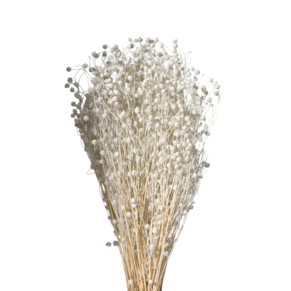 Lino Grass   In Decorativ uscat Alb   25/50/100 gr 