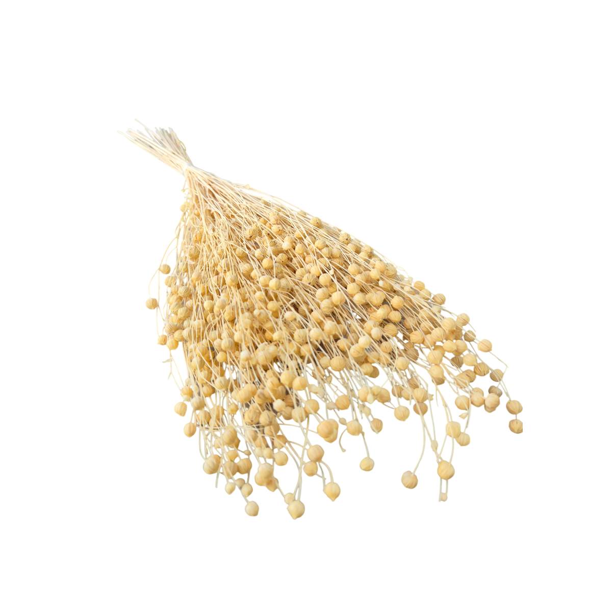 Lino Grass – In Decorativ uscat Bej Deschis/Crem