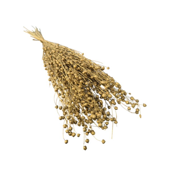 Lino Grass   In Decorativ uscat Auriu/Gold