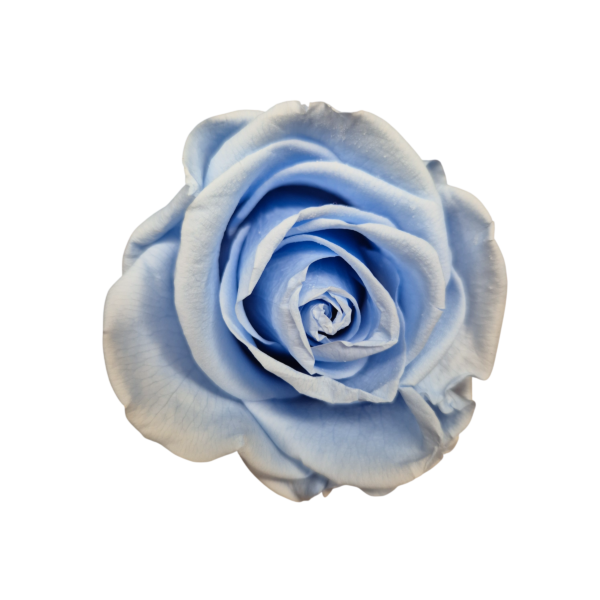 OUTLET – Trandafir Standard Albastru Deschis/Baby Blue