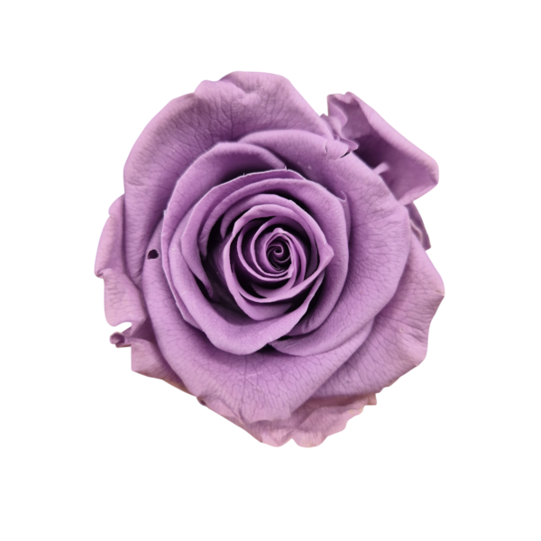 OUTLET Trandafir Standard Lilac