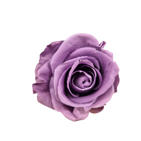 OUTLET Trandafir Standard Lilac