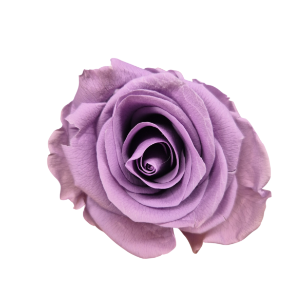 OUTLET Trandafir Standard Lilac