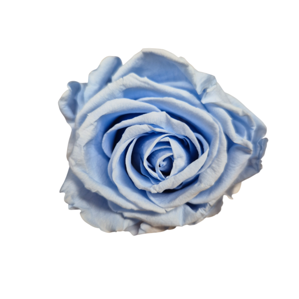 OUTLET – Trandafir Standard Albastru Deschis/Baby Blue