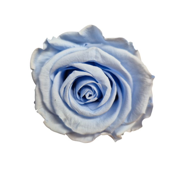 OUTLET – Trandafir Standard Albastru Deschis/Baby Blue
