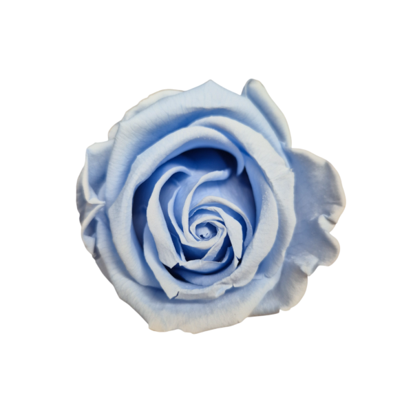 OUTLET – Trandafir Standard Albastru Deschis/Baby Blue