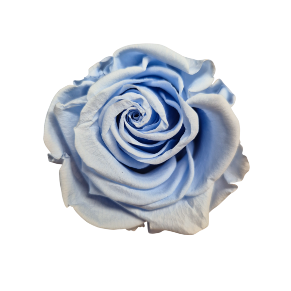 OUTLET – Trandafir Standard Albastru Deschis/Baby Blue