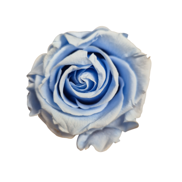 OUTLET – Trandafir Standard Albastru Deschis/Baby Blue
