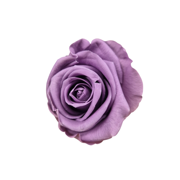 OUTLET – Trandafir Standard Lilac