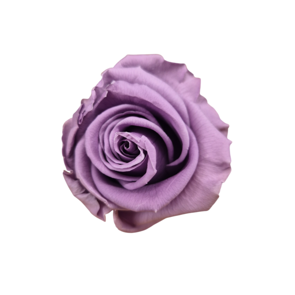 OUTLET Trandafir Standard Lilac