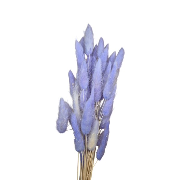 OUTLET – 25 gr Lagurus uscat Lila Deschis/Lavanda