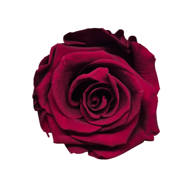 OUTLET – Trandafir Standard Burgundy