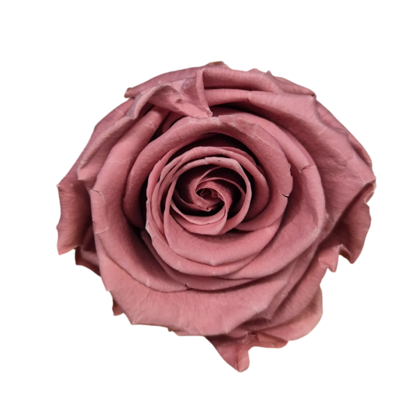 OUTLET – Trandafir Standard Cherry Vintage