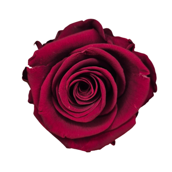 OUTLET – Trandafir Standard Burgundy
