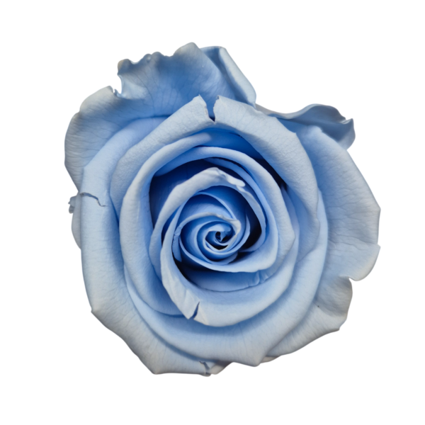 OUTLET – Trandafir Standard Albastru Deschis/Baby Blue