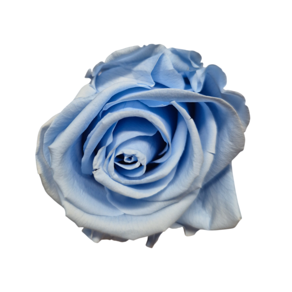 OUTLET – Trandafir Standard Albastru Deschis/Baby Blue