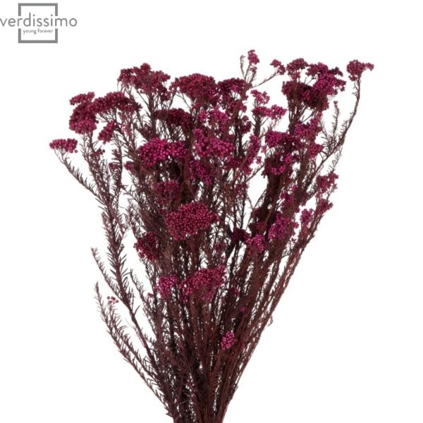 Floare de orez stabilizata Rosu