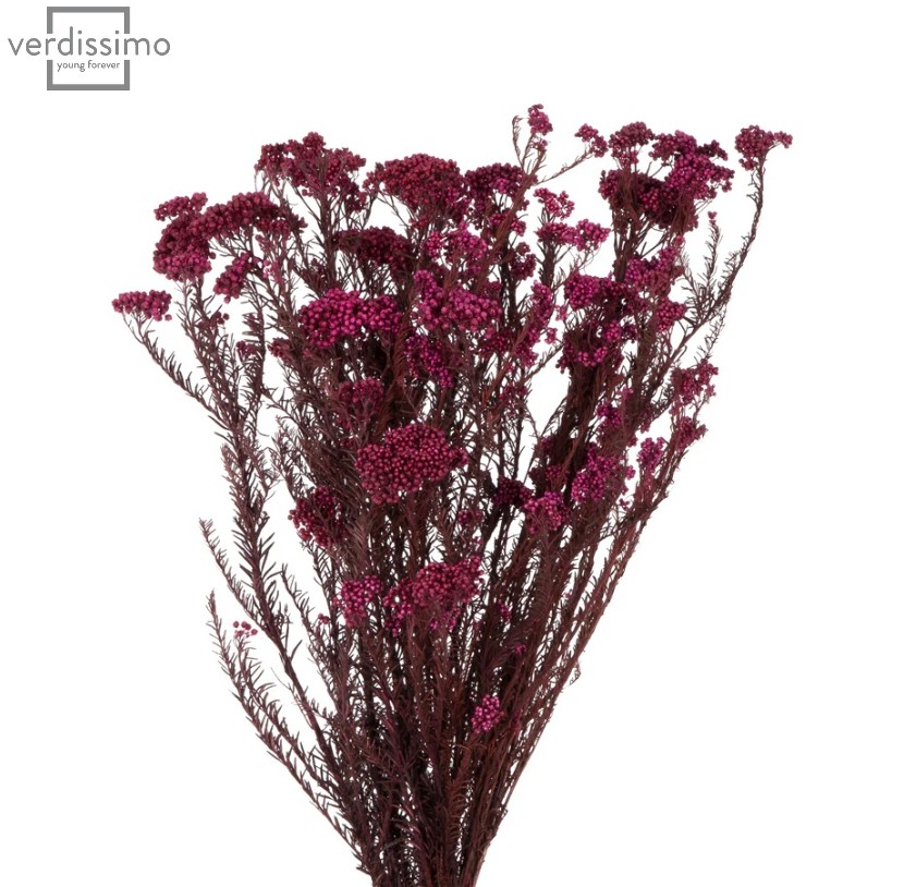 Floare de orez stabilizata Rosu