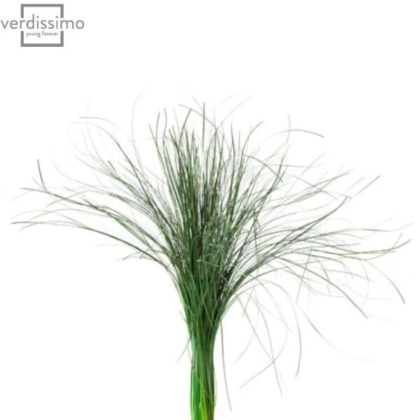 Bear Grass stabilizat