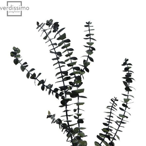 Eucalipt Baby Blue criogenat