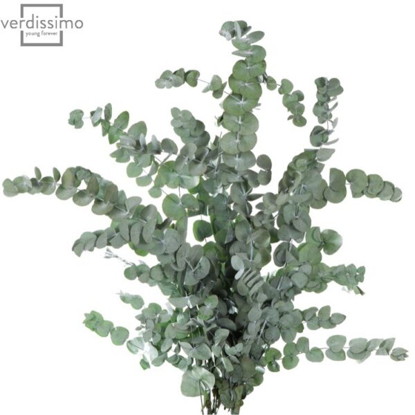 Eucalipt Cinerea stabilizat
