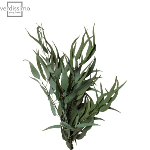 Eucalipt salbatic stabilizat