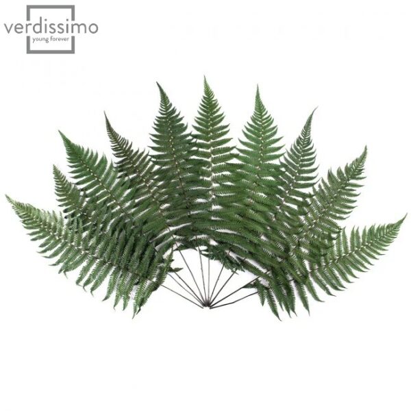 Feriga Parchment Fern stabilizata