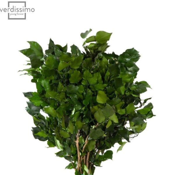 Iedera Hedera Arborea stabilizata Verde