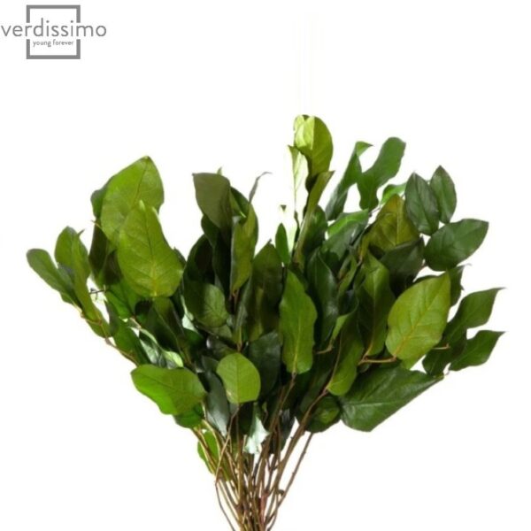 Salal stabilizat