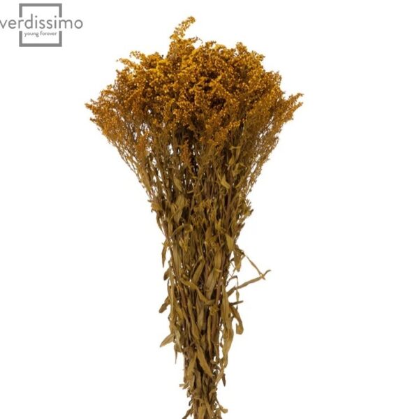 Solidago stabilizat Galben