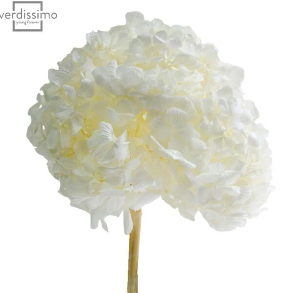 Hortensia criogenata Alba