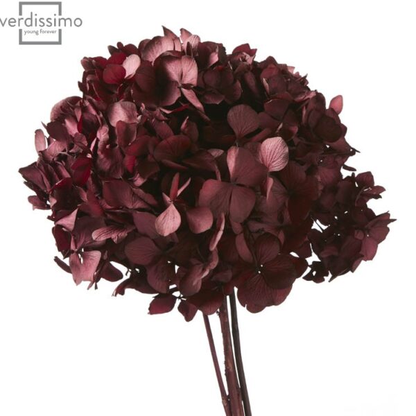 Hortensia criogenata Burgundy