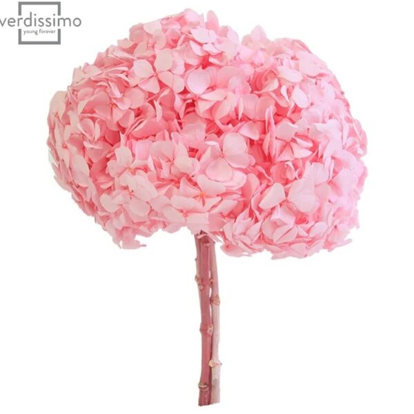 Hortensia criogenata Roz Pastel