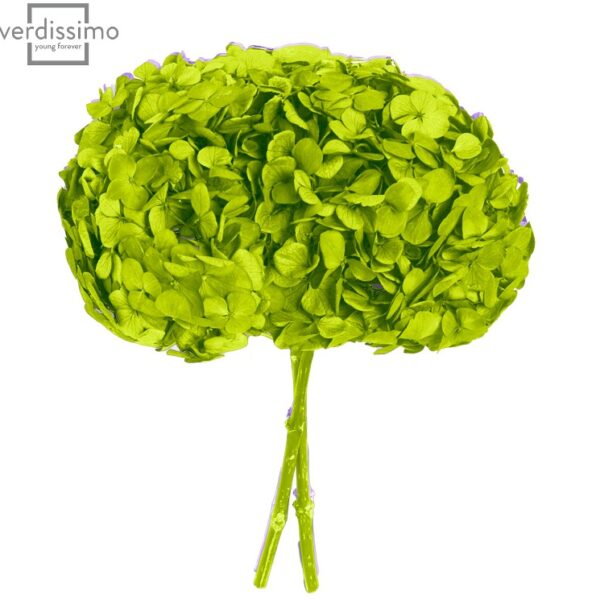 Hortensia criogenata Verde Fistic