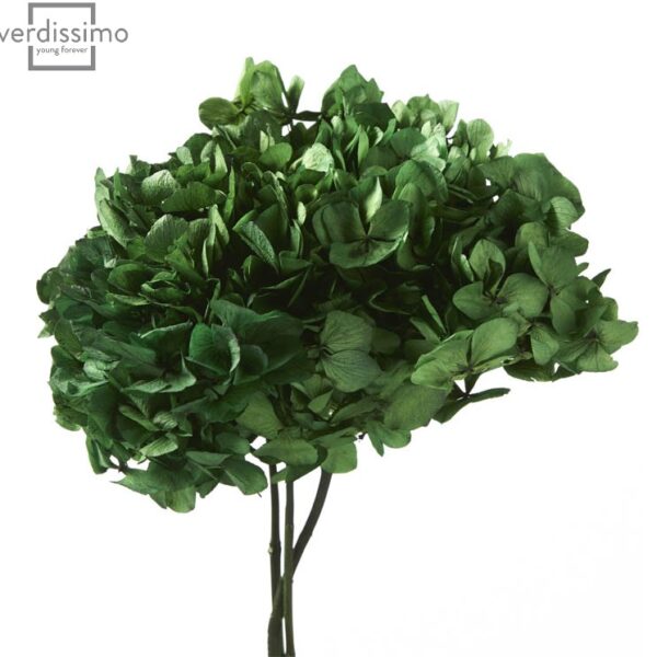 Hortensia criogenata Verde Inchis/Smarald/Padure