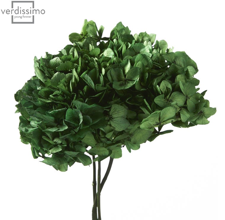 Hortensia criogenata Verde Inchis/Smarald/Padure