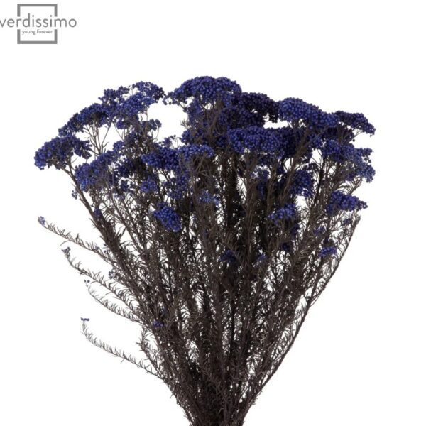 Floare de orez stabilizata Albastru