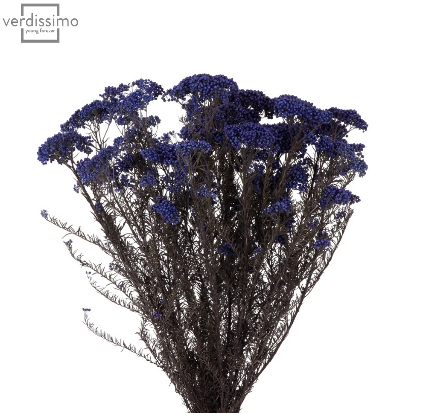 Floare de orez stabilizata Albastru