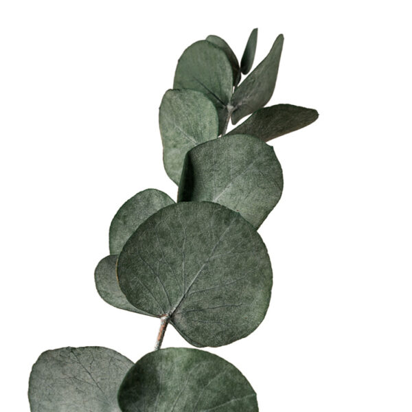 trandafiri_criogenati_flori_criogenate_floravelle_foliaj_eucalipt_cinere2 Eucalipt Cinerea stabilizat