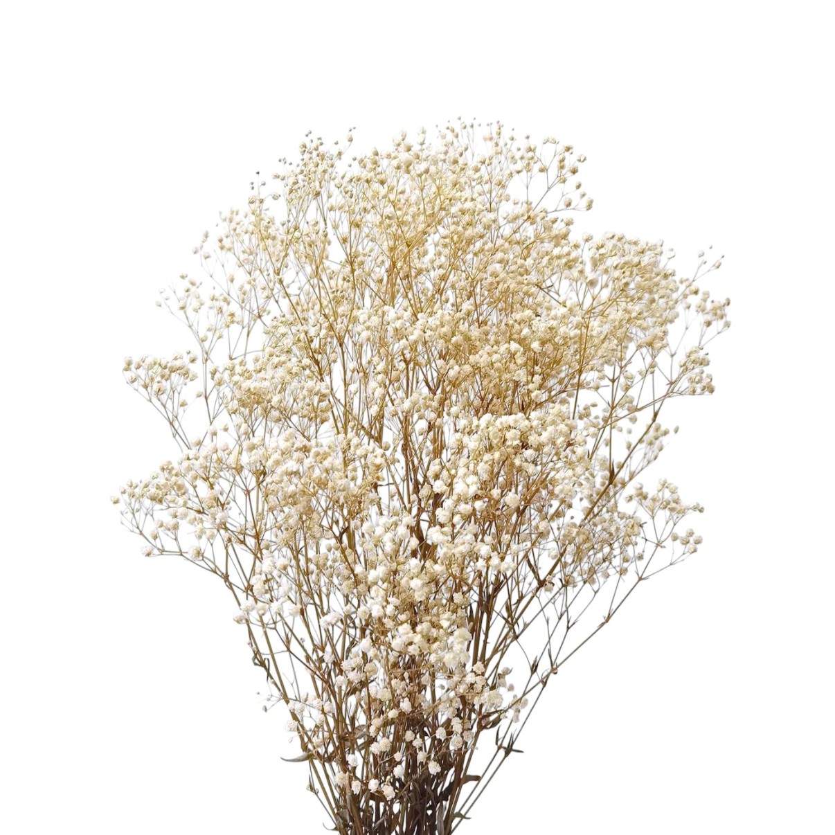 Gypsophila criogenata Alb