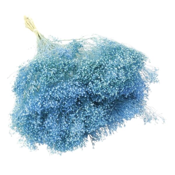 Broom Bloom uscat Albastru Deschis/Baby Blue