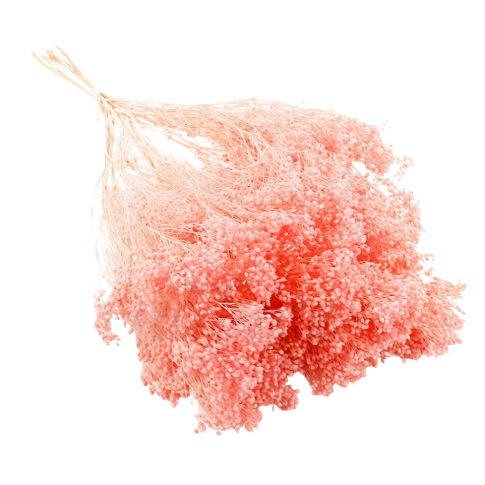 Broom Bloom uscat Roz Deschis/Baby Pink – 25/50/100 gr