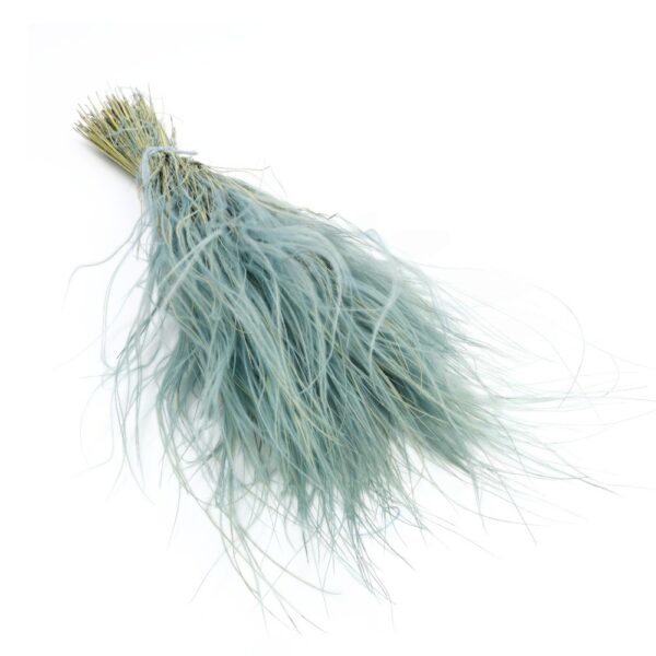 Stipa Pennata uscata Albastru Deschis/Baby Blue
