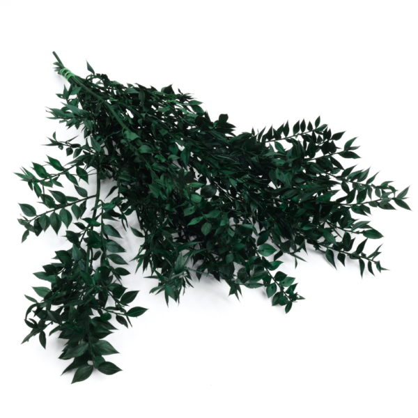 Ruscus criogenat Verde Inchis/Smarald/Padure