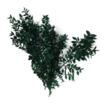 Trandafiri criogenati flori criogenate ecriogenat ruscus verde cat