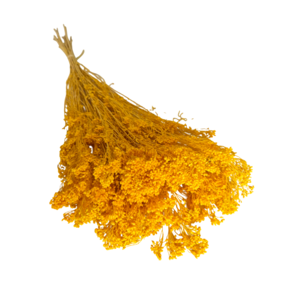 Broom Bloom uscat Galben 25/50/100 gr