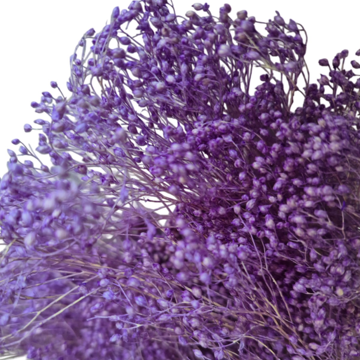 Broom Bloom uscat Lavanda